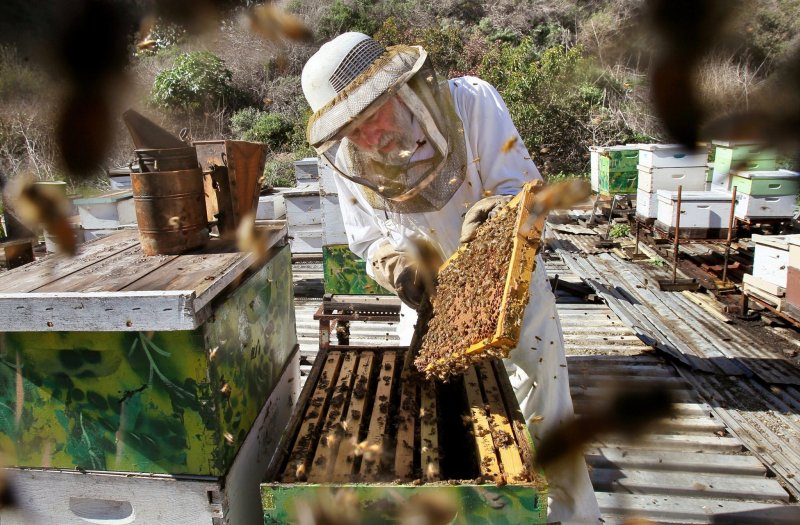 Улей на пасеке