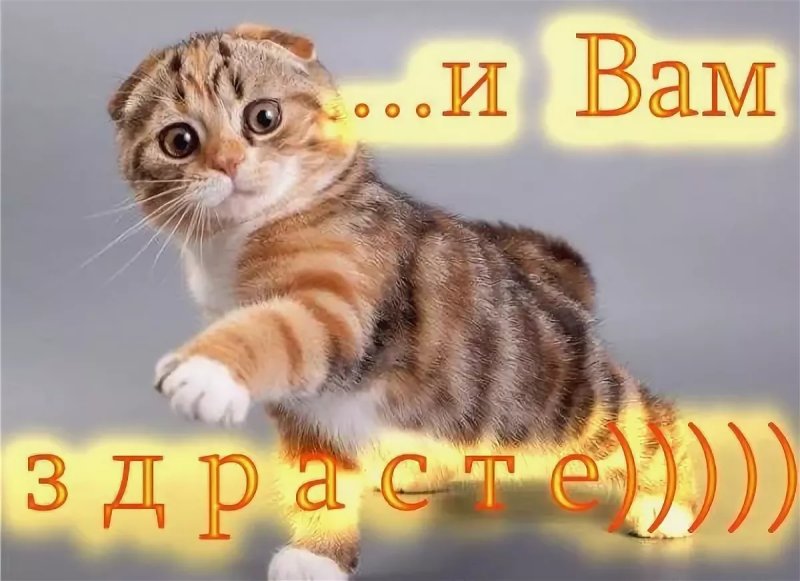 Кот привет