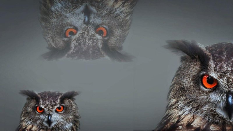 Заставка Сова