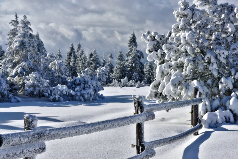 Сказочный зимний лес