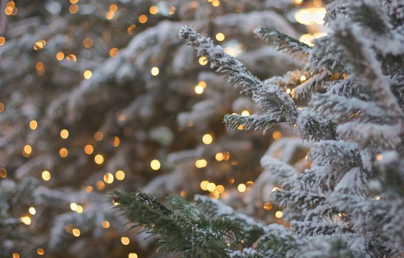 Елка в снегу