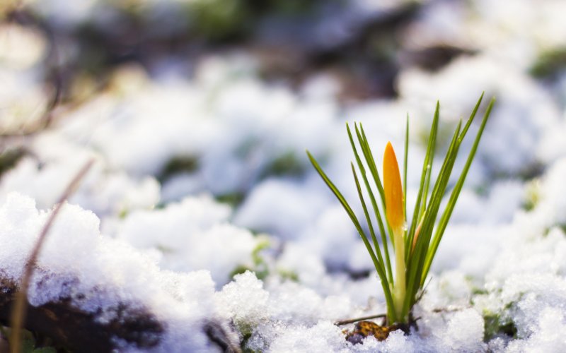 Весенняя природа