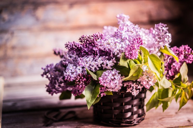 Нилето сирень