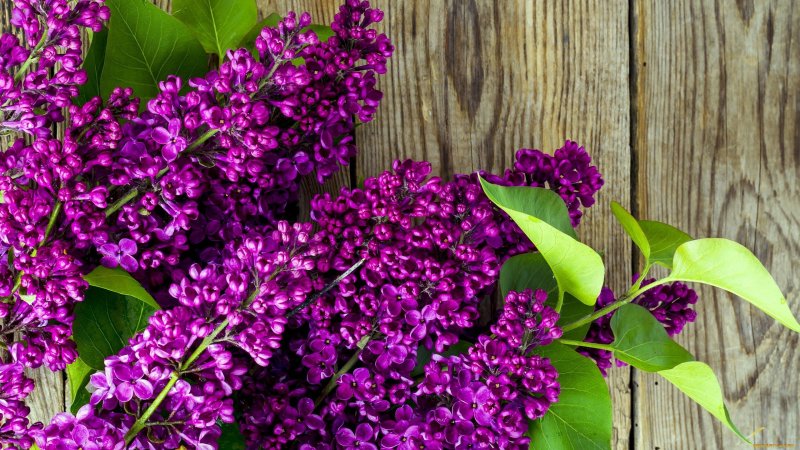 Сирень Сара Сэндс