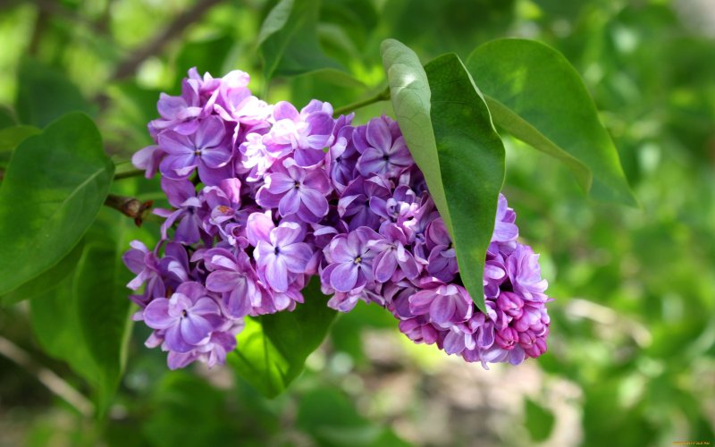 Сирень обыкновенная Maximowicz