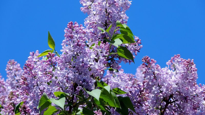 Сирень и Жасмин