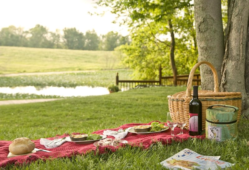 Летний пикник на природе