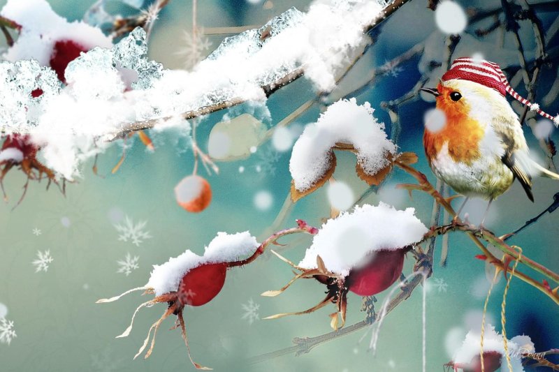 Фон зима птицы