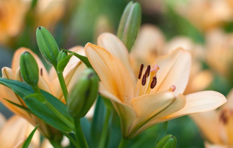 Лилия цветок