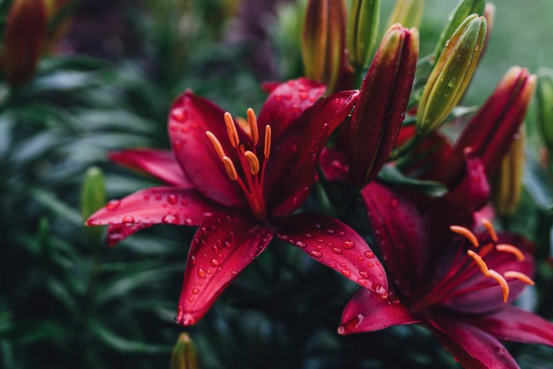 Красная Нильская Лилия