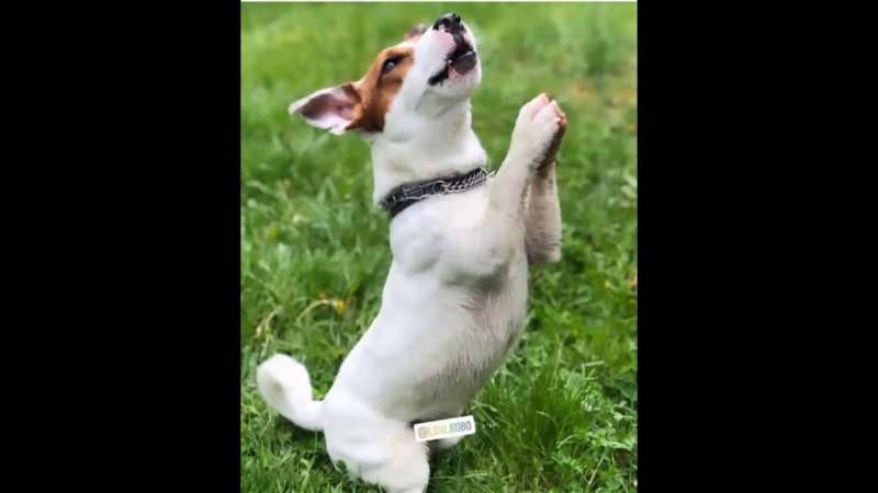 Джек Рассел Локи