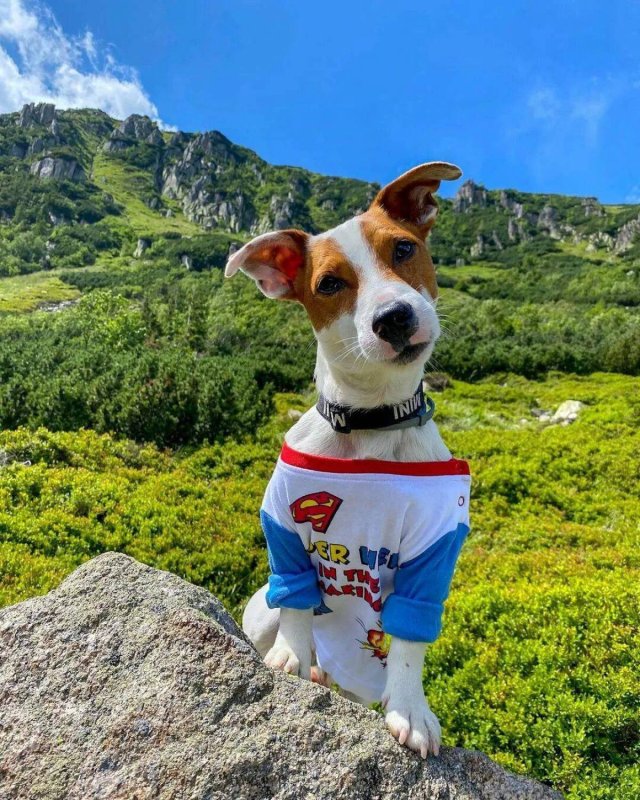 Локи бобо собака