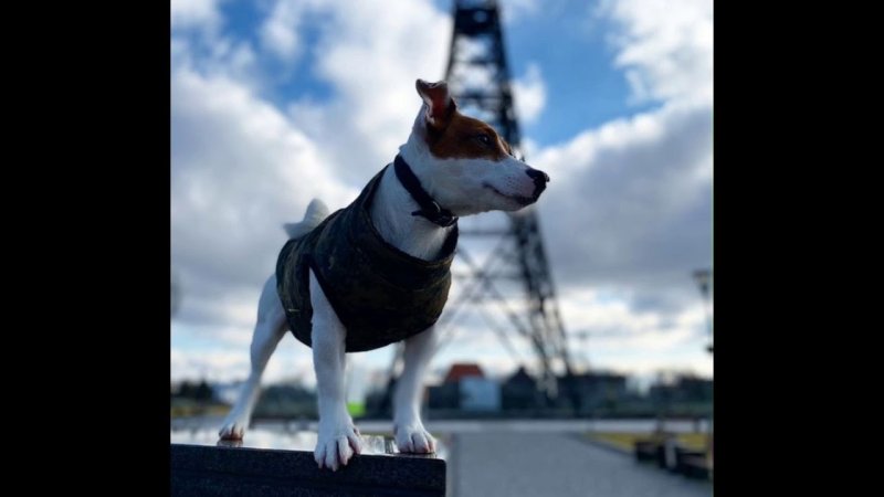 Локи бобо Локи бобо собака