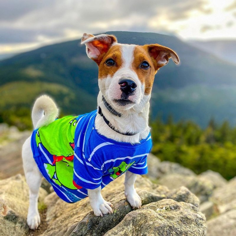 Локи бобо собака