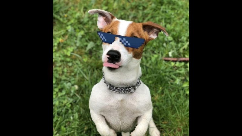 Джек-Рассел-терьер Локи бобо