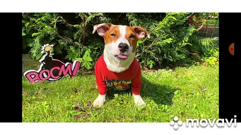 Локи бобо пёсик