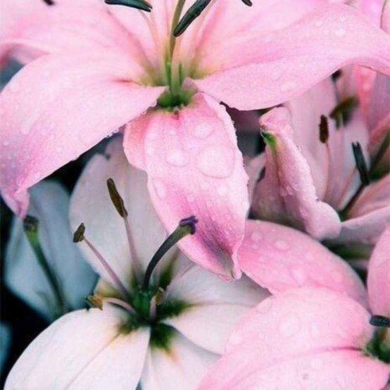 Лилия Фловер Пинк