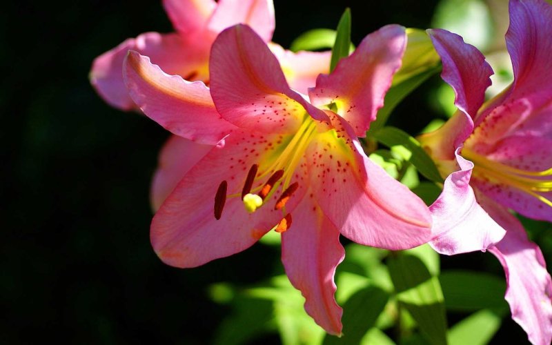 Лилия леди Элиан