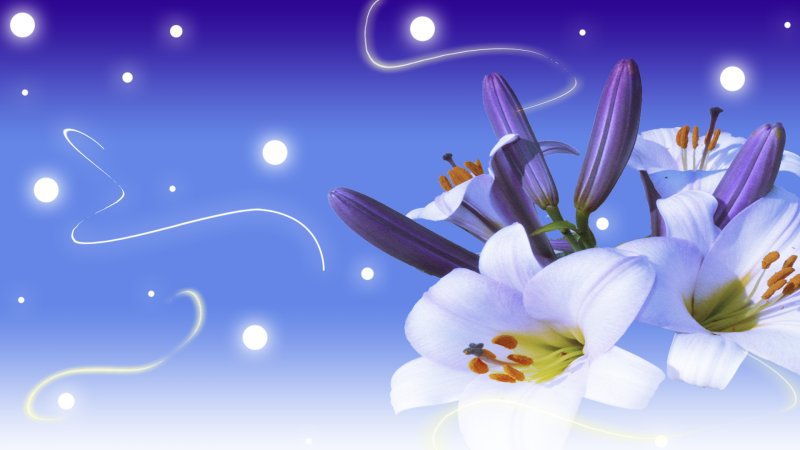 Лилии на голубом фоне