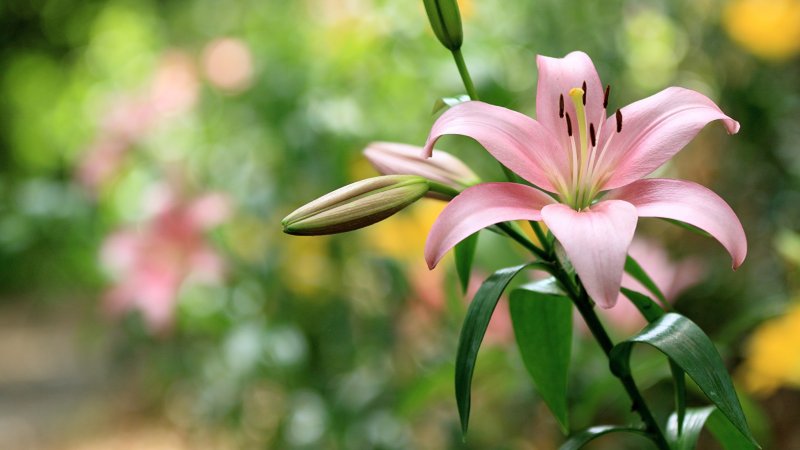 Лилия Пинк Каунти