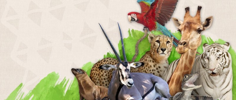 Зоопарк фон