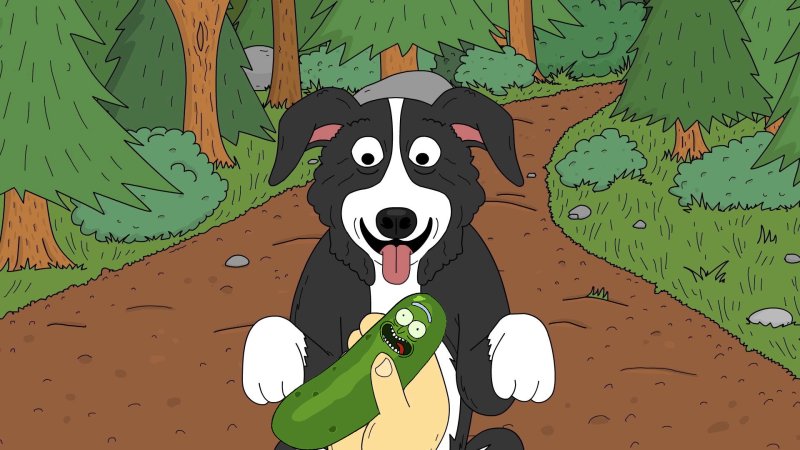 Бордер колли Мистер Пиклз