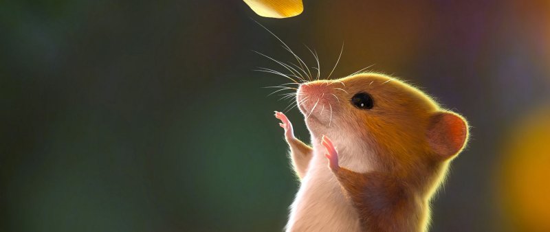Фон с хомяками
