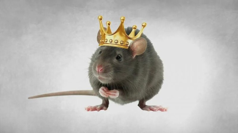 Крыса с короной