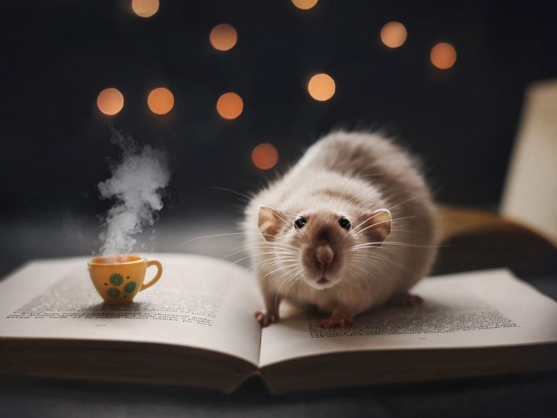 Милые мышки