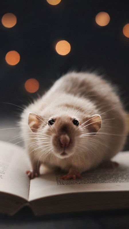 Милые мышки