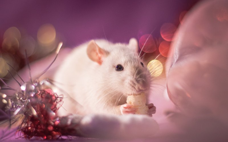 Милые мышки