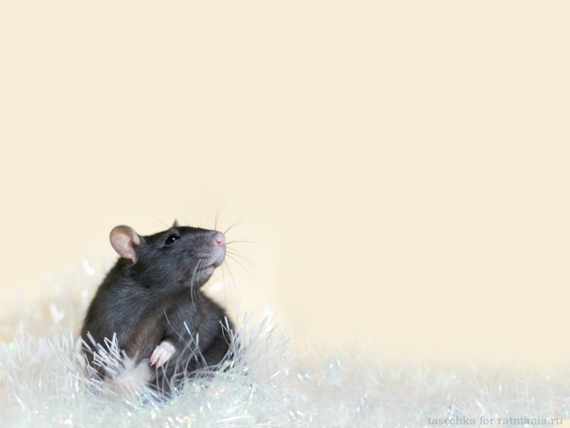 Фон с крысами