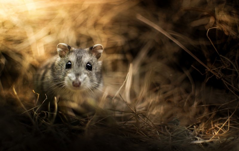 Джунгарский хомяк в дикой природе