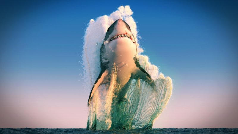 Картинки на рабочий стол акулы