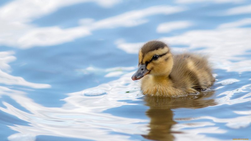 Обои с утками