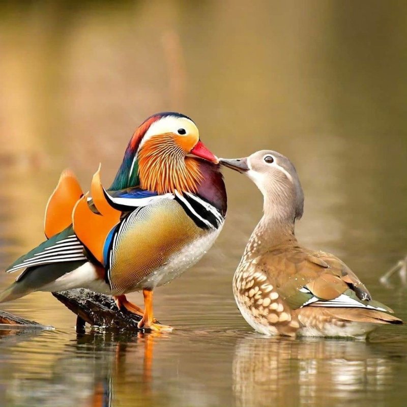 Самка утки мандаринки