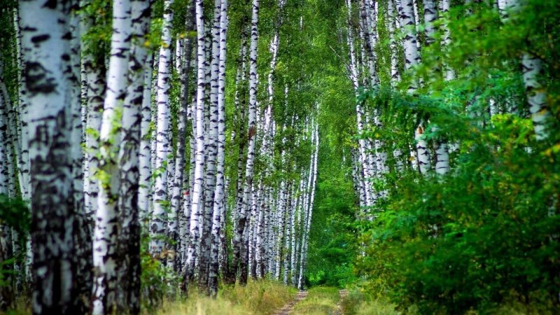 Березовая роща Удмуртия