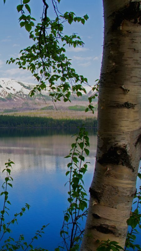 Красивая береза