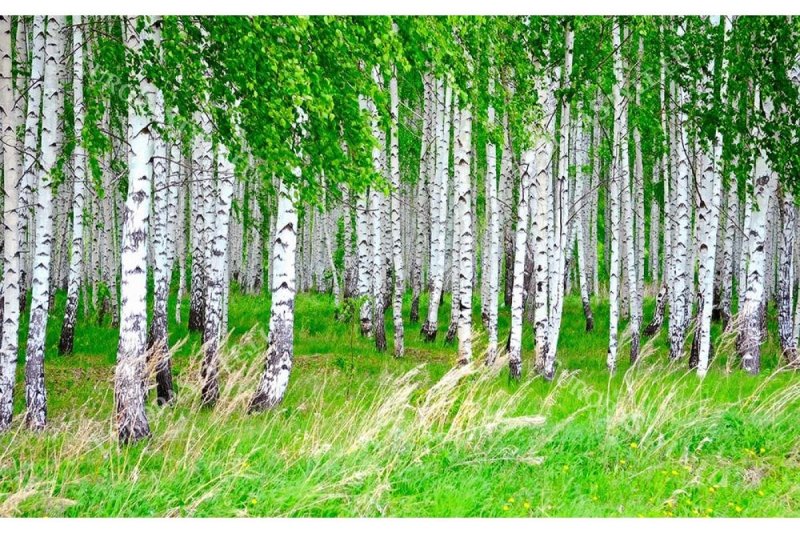 Березовая роща Кострома