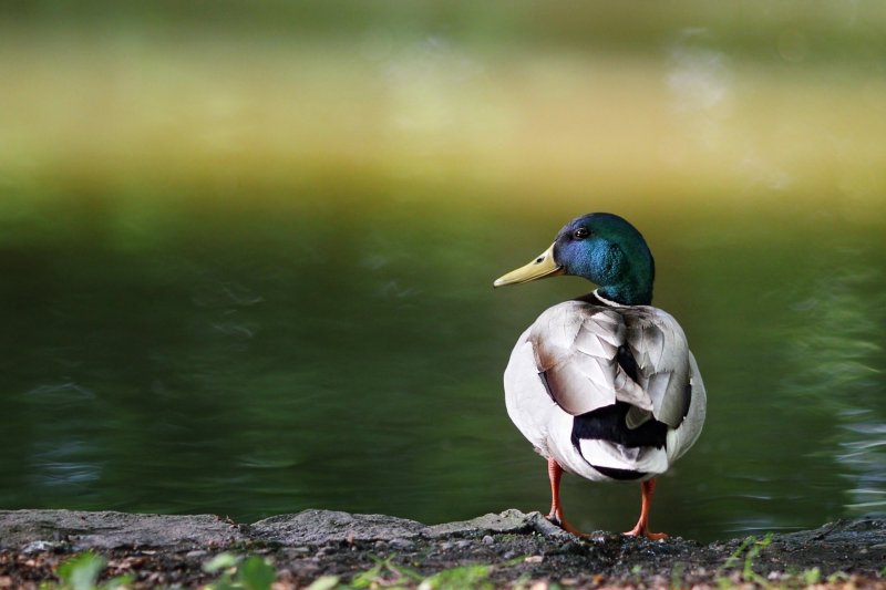 Утки в природе