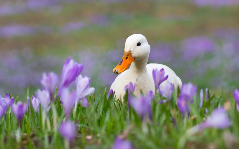 Обои на рабочий стол утки