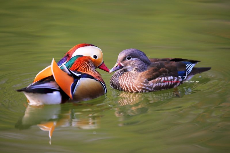 Утка Мандаринка самка