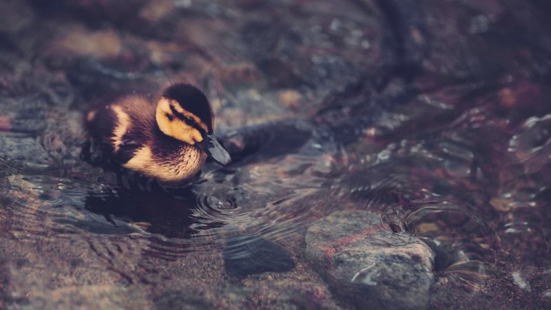 Кряква Эстетика