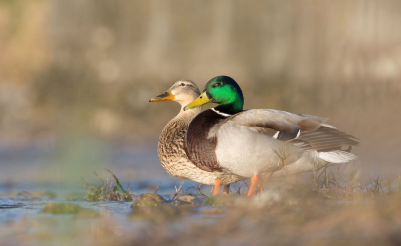 Утка Мандаринка