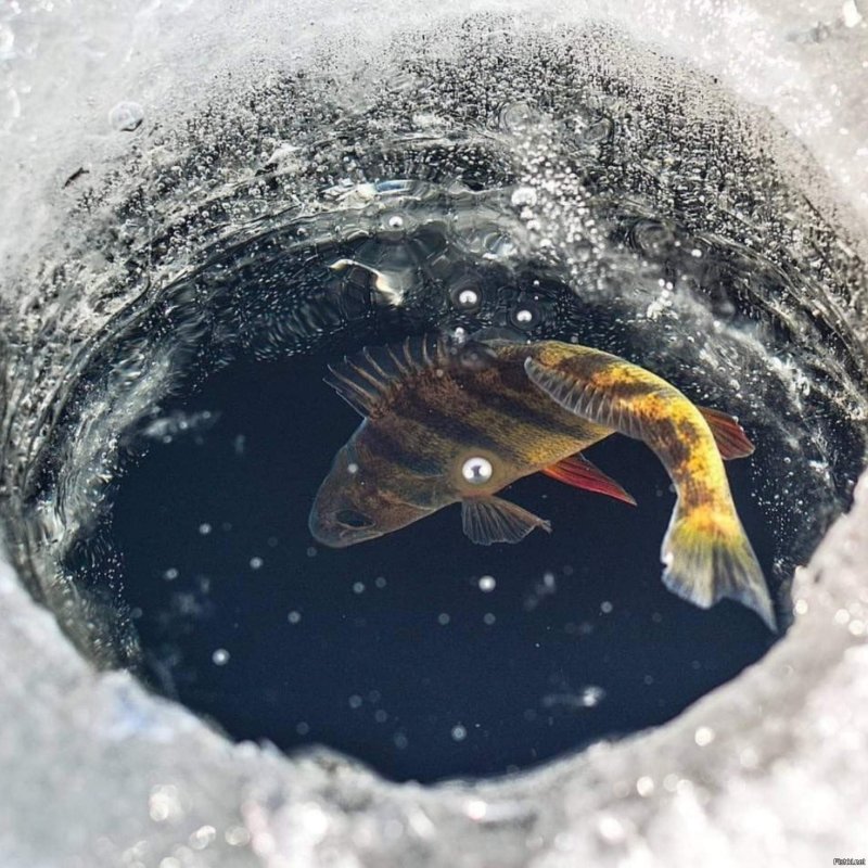 Рыба на льду