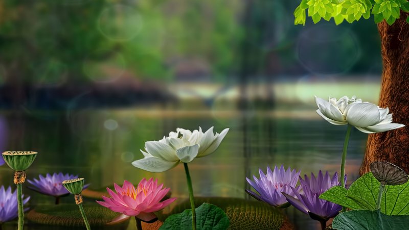 Цветы на воде