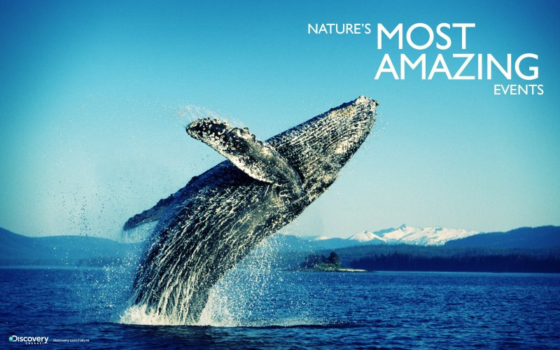 Дискавери заставка