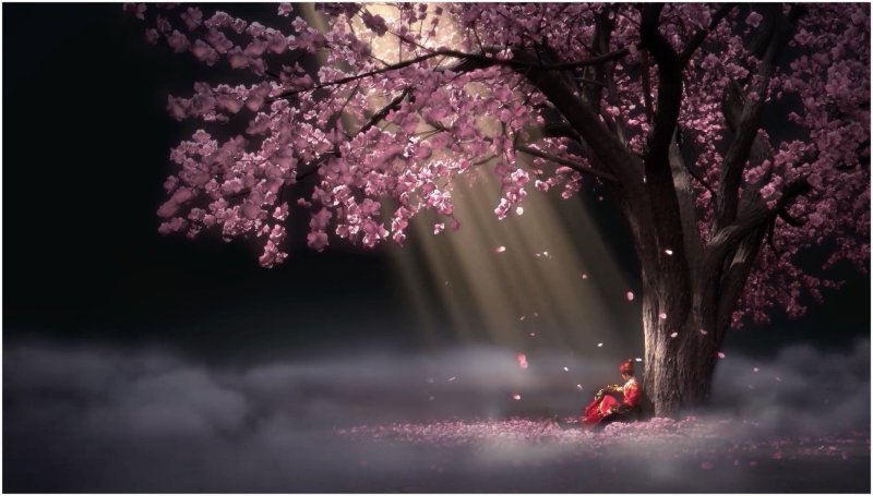 Сакура аниме