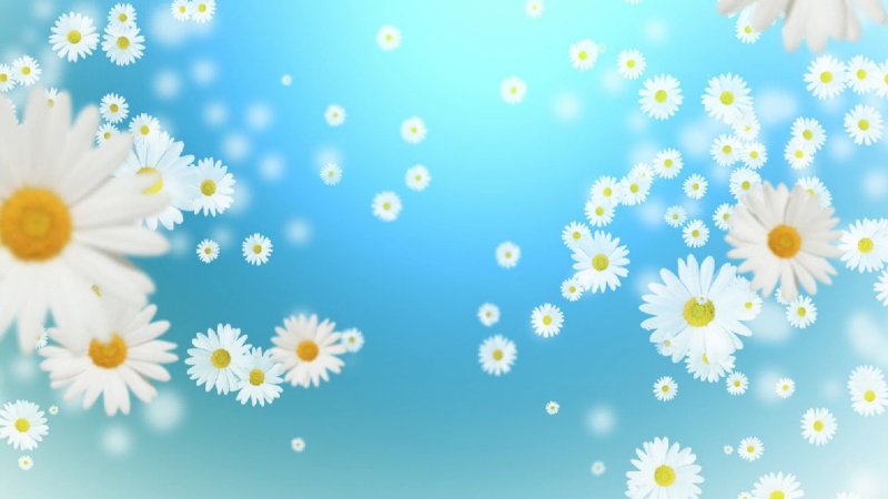 Баннер ромашки