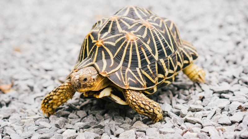 Капская черепаха